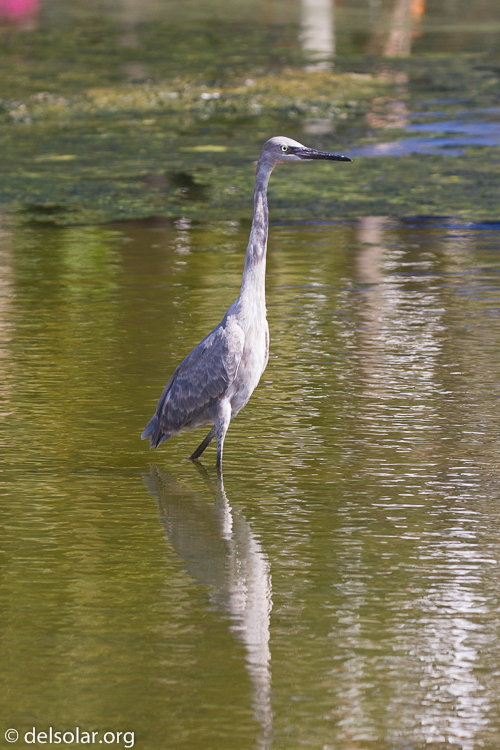 Canon EOS 7D  --  200 mm  --  EF100-400mm f/4.5-5.6L IS II USM  