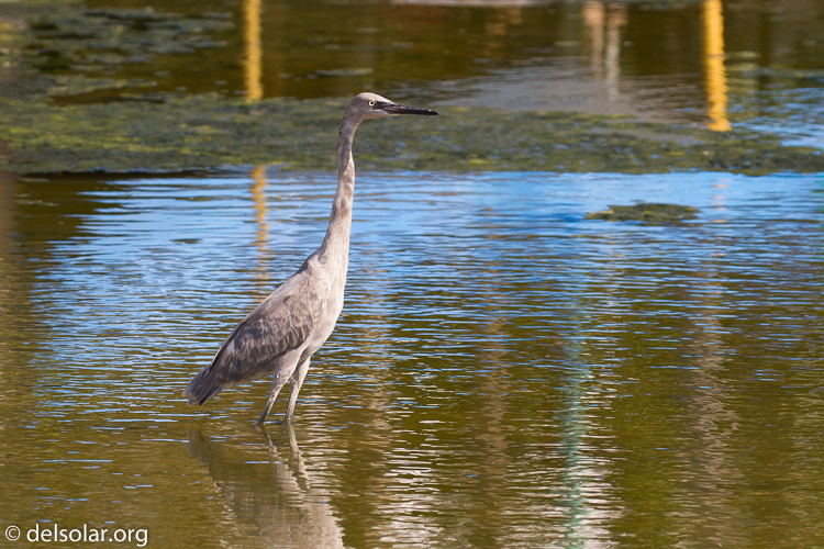 Canon EOS 7D  --  188 mm  --  EF100-400mm f/4.5-5.6L IS II USM  
