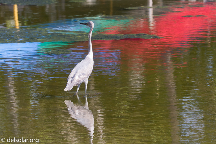 Canon EOS 7D  --  158 mm  --  EF100-400mm f/4.5-5.6L IS II USM  