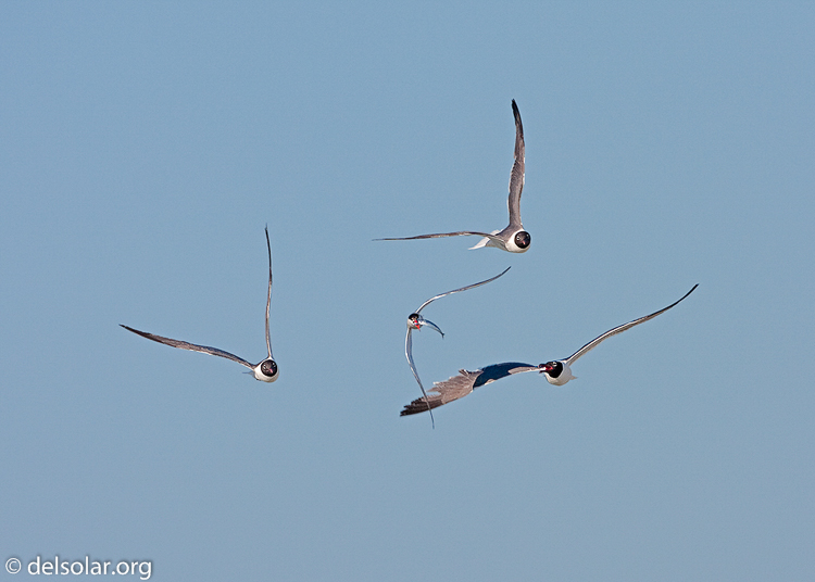 Canon EOS 40D  --  500 mm  --  EF500mm f/4L IS USM  