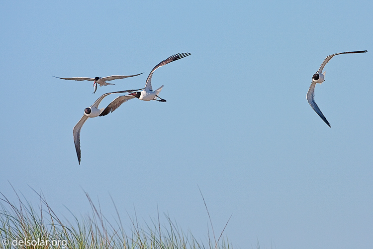 Canon EOS 40D  --  500 mm  --  EF500mm f/4L IS USM  