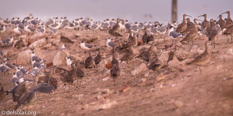 Canon EOS 5D Mark III  --  400 mm  --  EF100-400mm f/4.5-5.6L IS II USM  