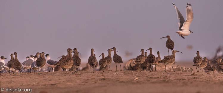 Canon EOS 5D Mark III  --  360 mm  --  EF100-400mm f/4.5-5.6L IS II USM  