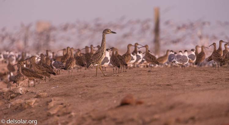 Canon EOS 5D Mark III  --  360 mm  --  EF100-400mm f/4.5-5.6L IS II USM  