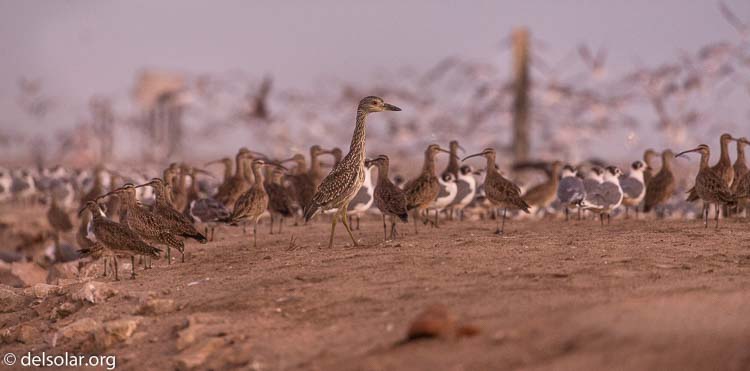 Canon EOS 5D Mark III  --  360 mm  --  EF100-400mm f/4.5-5.6L IS II USM  