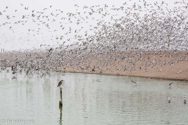 Canon EOS 5D Mark III  --  107 mm  --  EF100-400mm f/4.5-5.6L IS II USM  