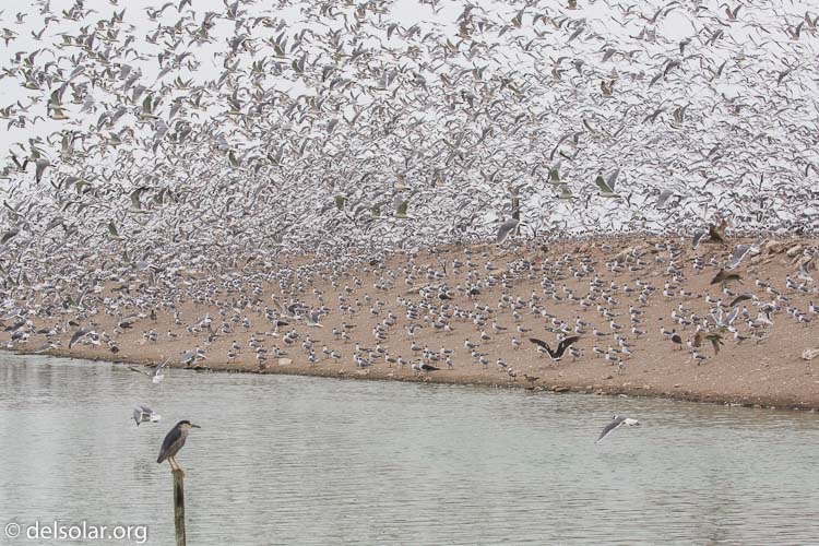 Canon EOS 5D Mark III  --  100 mm  --  EF100-400mm f/4.5-5.6L IS II USM  