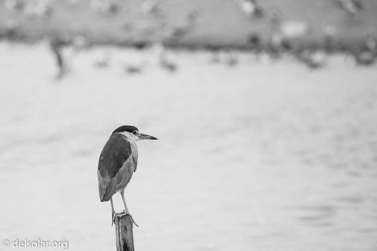 Canon EOS 5D Mark III  --  400 mm  --  EF100-400mm f/4.5-5.6L IS II USM  