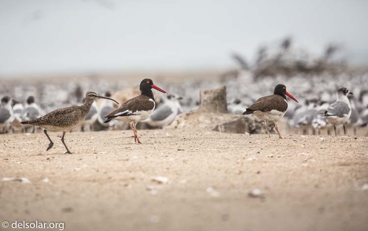 Canon EOS 5D Mark III  --  400 mm  --  EF100-400mm f/4.5-5.6L IS II USM  