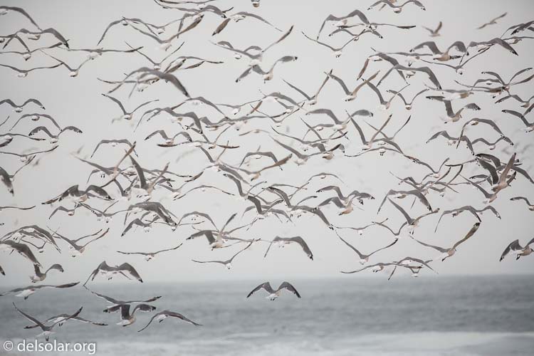 Canon EOS 5D Mark III  --  400 mm  --  EF100-400mm f/4.5-5.6L IS II USM  