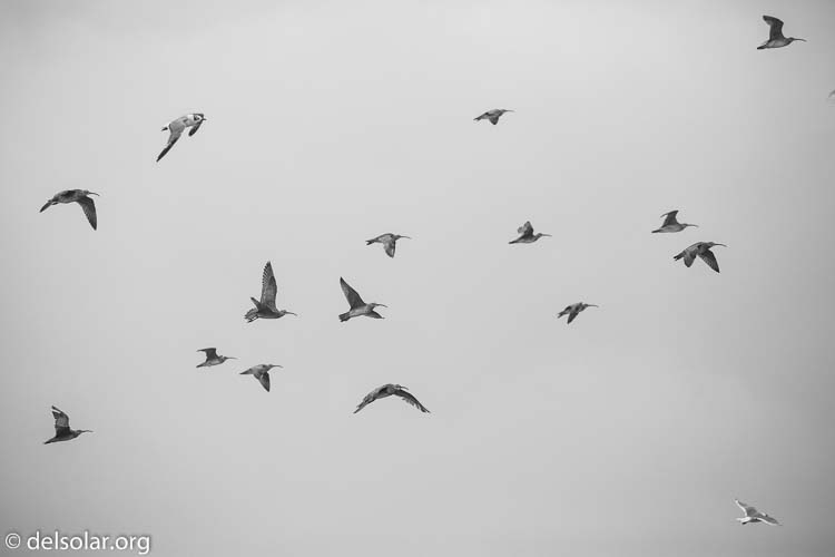 Canon EOS 5D Mark III  --  278 mm  --  EF100-400mm f/4.5-5.6L IS II USM  