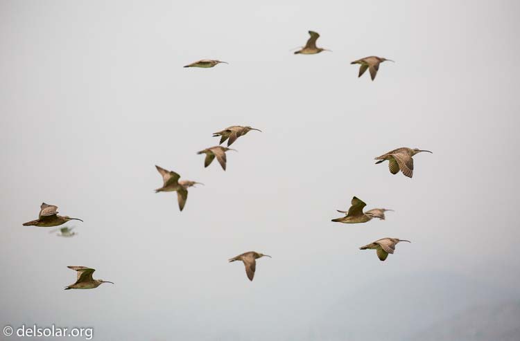 Canon EOS 5D Mark III  --  312 mm  --  EF100-400mm f/4.5-5.6L IS II USM  