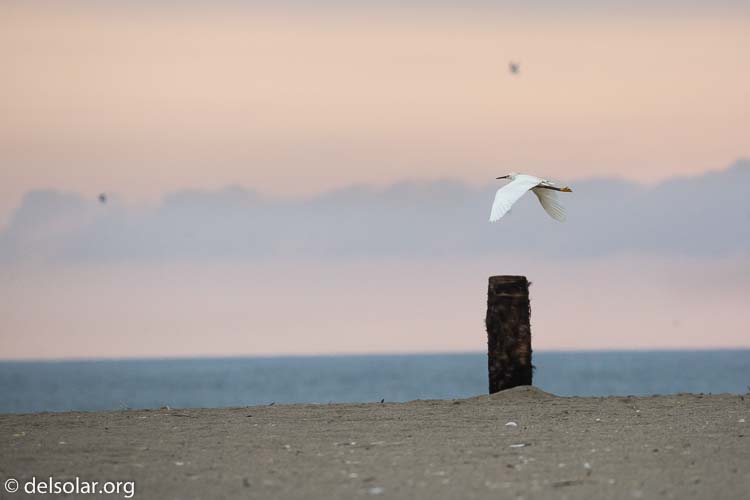 Canon EOS 5D Mark III  --  300 mm  --  EF100-400mm f/4.5-5.6L IS II USM  