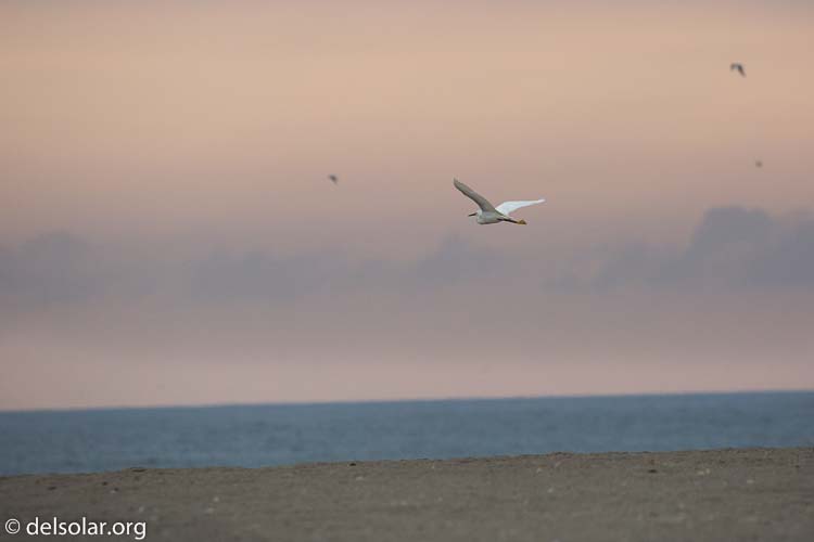 Canon EOS 5D Mark III  --  300 mm  --  EF100-400mm f/4.5-5.6L IS II USM  