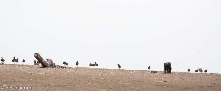 Canon EOS 5D Mark III  --  135 mm  --  EF100-400mm f/4.5-5.6L IS II USM  