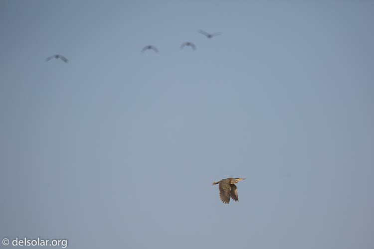 Canon EOS 5D Mark III  --  340 mm  --  EF100-400mm f/4.5-5.6L IS II USM  