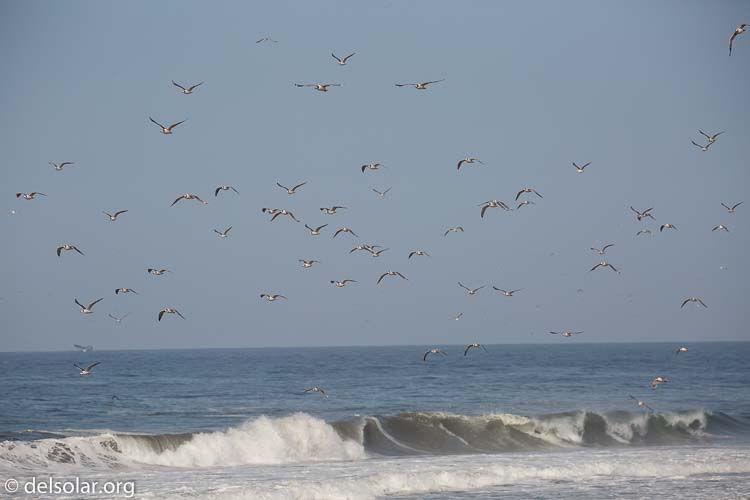 Canon EOS 5D Mark III  --  234 mm  --  EF100-400mm f/4.5-5.6L IS II USM  