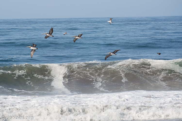 Canon EOS 5D Mark III  --  263 mm  --  EF100-400mm f/4.5-5.6L IS II USM  