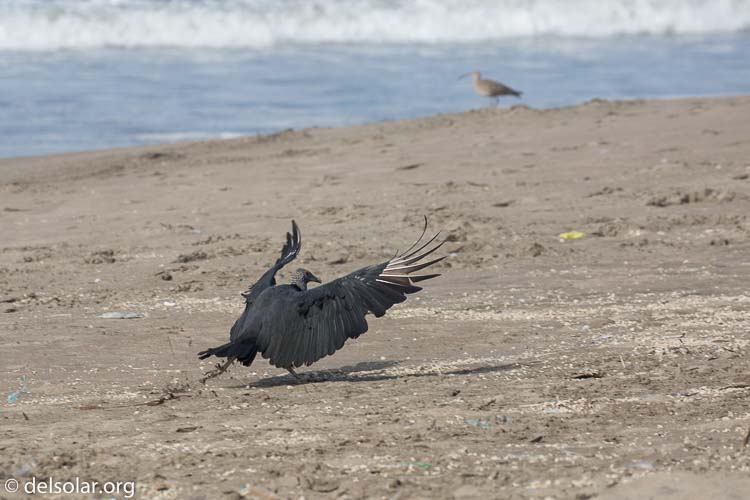 Canon EOS 5D Mark III  --  278 mm  --  EF100-400mm f/4.5-5.6L IS II USM  