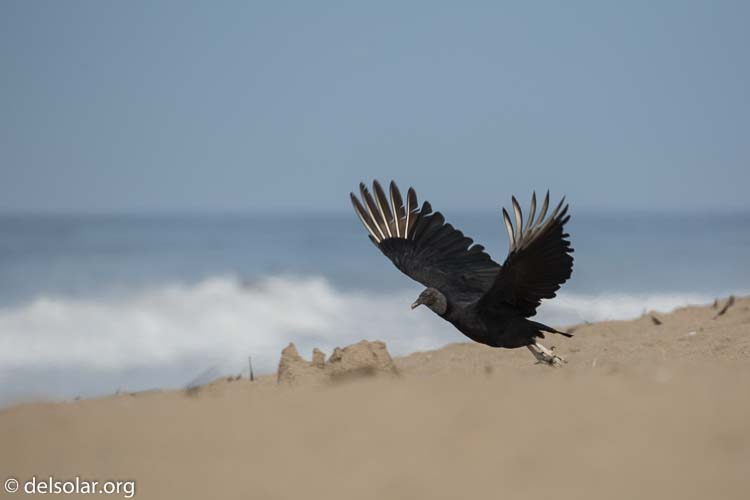 Canon EOS 5D Mark III  --  400 mm  --  EF100-400mm f/4.5-5.6L IS II USM  