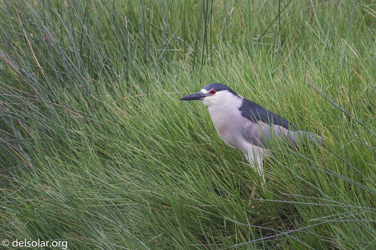 Canon EOS 7D  --  400 mm  --  EF100-400mm f/4.5-5.6L IS II USM  