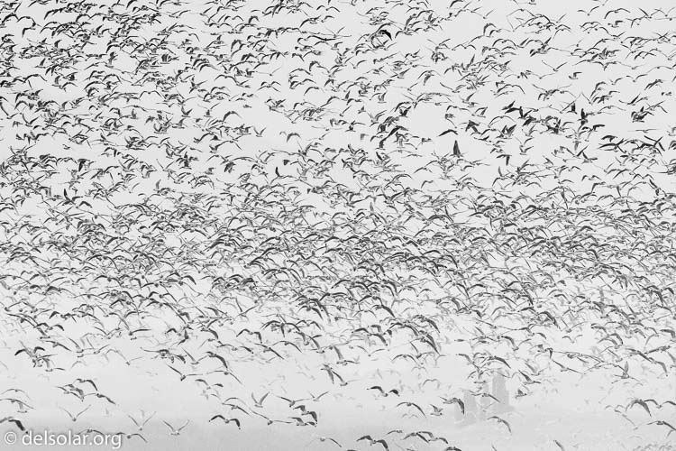 Canon EOS 7D  --  263 mm  --  EF100-400mm f/4.5-5.6L IS II USM  