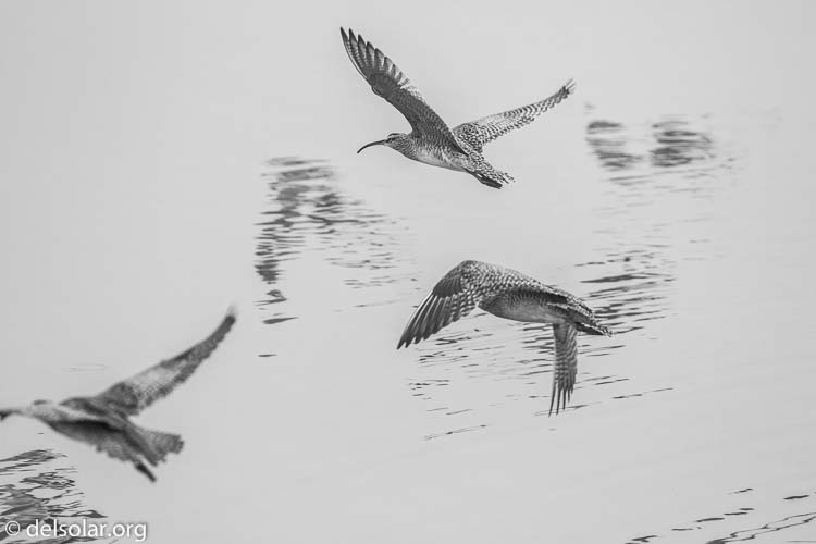 Canon EOS 7D  --  349 mm  --  EF100-400mm f/4.5-5.6L IS II USM  