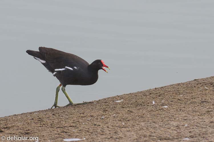 Canon EOS 7D  --  278 mm  --  EF100-400mm f/4.5-5.6L IS II USM  