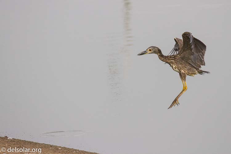 Canon EOS 7D  --  400 mm  --  EF100-400mm f/4.5-5.6L IS II USM  