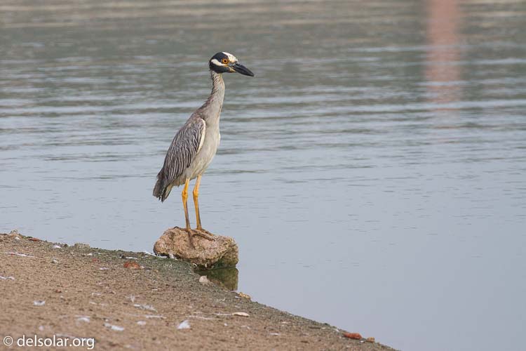 Canon EOS 7D  --  400 mm  --  EF100-400mm f/4.5-5.6L IS II USM  