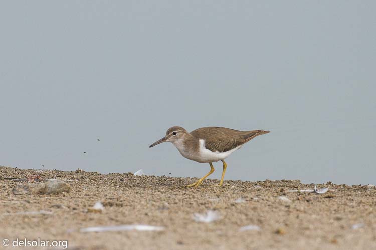 Canon EOS 7D  --  400 mm  --  EF100-400mm f/4.5-5.6L IS II USM  