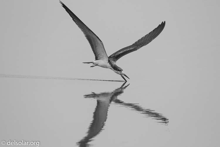 Canon EOS 7D  --  400 mm  --  EF100-400mm f/4.5-5.6L IS II USM  