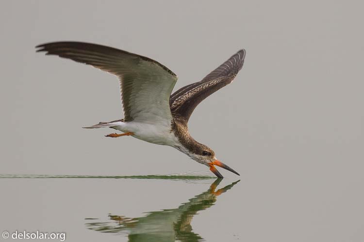 Canon EOS 7D  --  371 mm  --  EF100-400mm f/4.5-5.6L IS II USM  