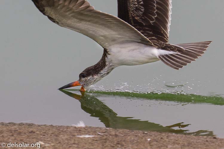 Canon EOS 7D  --  312 mm  --  EF100-400mm f/4.5-5.6L IS II USM  