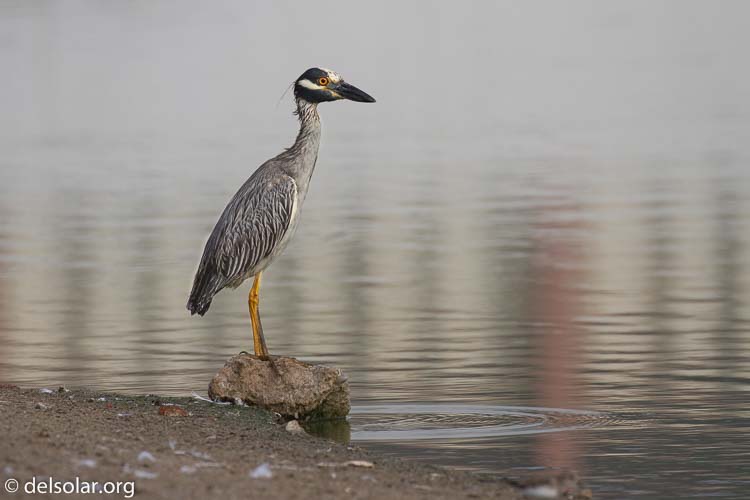 Canon EOS 7D  --  371 mm  --  EF100-400mm f/4.5-5.6L IS II USM  