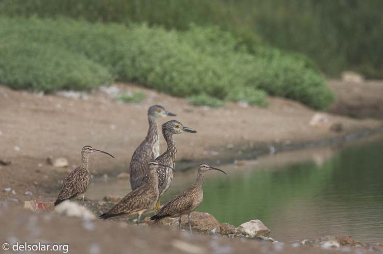 Canon EOS 7D  --  400 mm  --  EF100-400mm f/4.5-5.6L IS II USM  