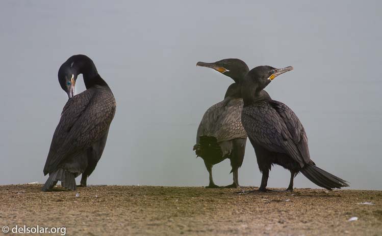 Canon EOS 7D  --  400 mm  --  EF100-400mm f/4.5-5.6L IS II USM  