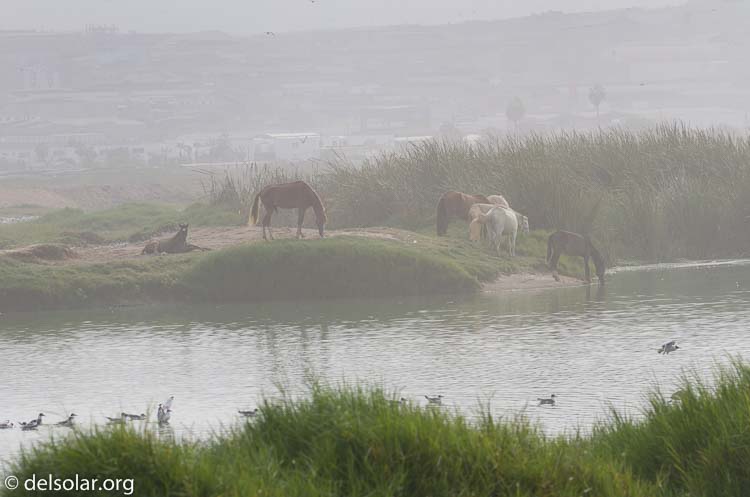 Canon EOS 7D  --  117 mm  --  EF100-400mm f/4.5-5.6L IS II USM  