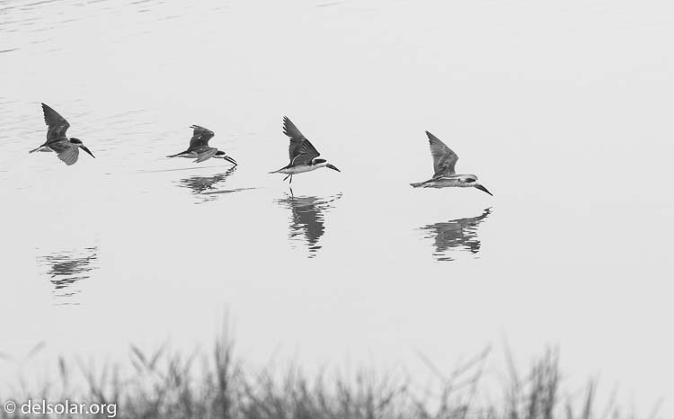 Canon EOS 7D  --  153 mm  --  EF100-400mm f/4.5-5.6L IS II USM  