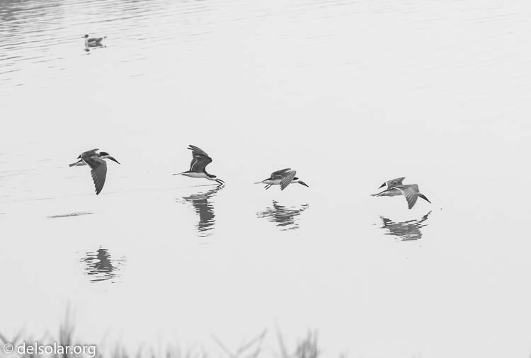 Canon EOS 7D  --  153 mm  --  EF100-400mm f/4.5-5.6L IS II USM  