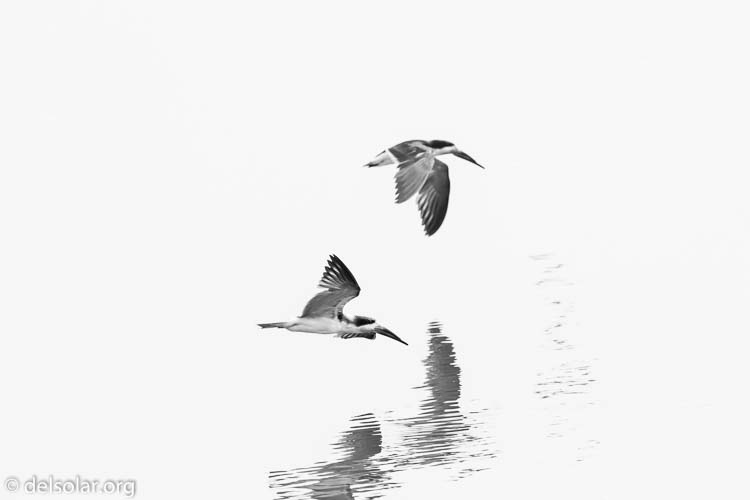 Canon EOS 7D  --  278 mm  --  EF100-400mm f/4.5-5.6L IS II USM  