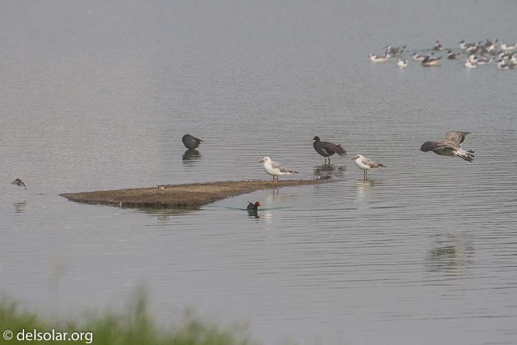 Canon EOS 7D  --  300 mm  --  EF100-400mm f/4.5-5.6L IS II USM  