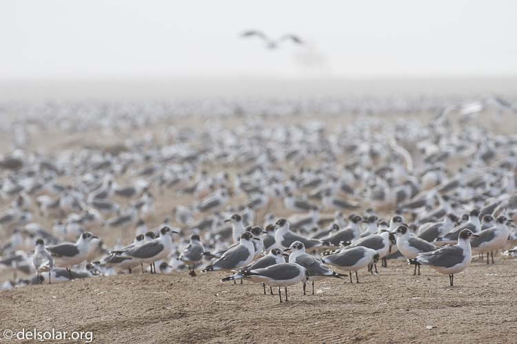 Canon EOS 7D  --  312 mm  --  EF100-400mm f/4.5-5.6L IS II USM  