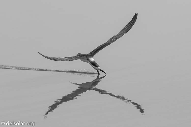 Canon EOS 7D  --  200 mm  --  EF100-400mm f/4.5-5.6L IS II USM  