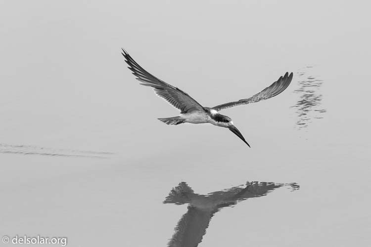 Canon EOS 7D  --  200 mm  --  EF100-400mm f/4.5-5.6L IS II USM  