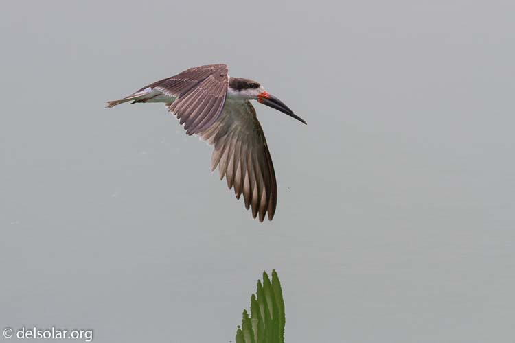 Canon EOS 7D  --  200 mm  --  EF100-400mm f/4.5-5.6L IS II USM  