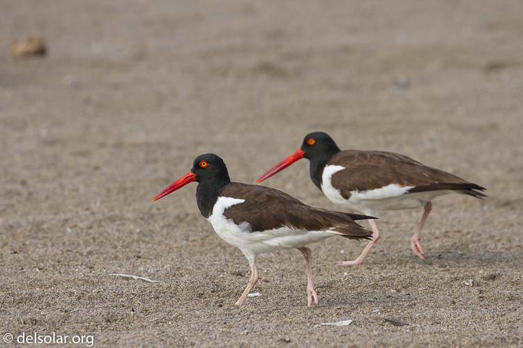 Canon EOS 7D  --  340 mm  --  EF100-400mm f/4.5-5.6L IS II USM  