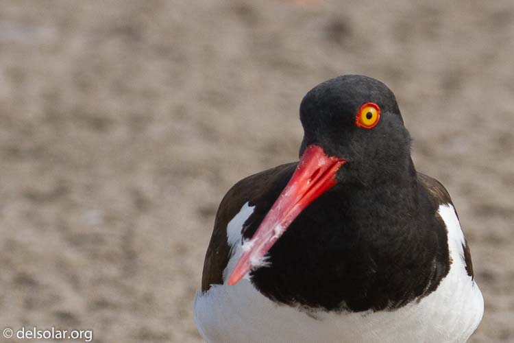 Canon EOS 7D  --  234 mm  --  EF100-400mm f/4.5-5.6L IS II USM  