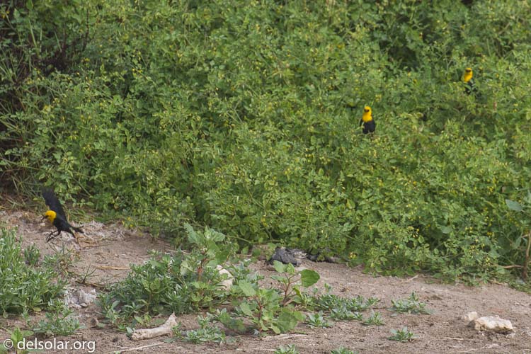 Canon EOS 7D  --  340 mm  --  EF100-400mm f/4.5-5.6L IS II USM  