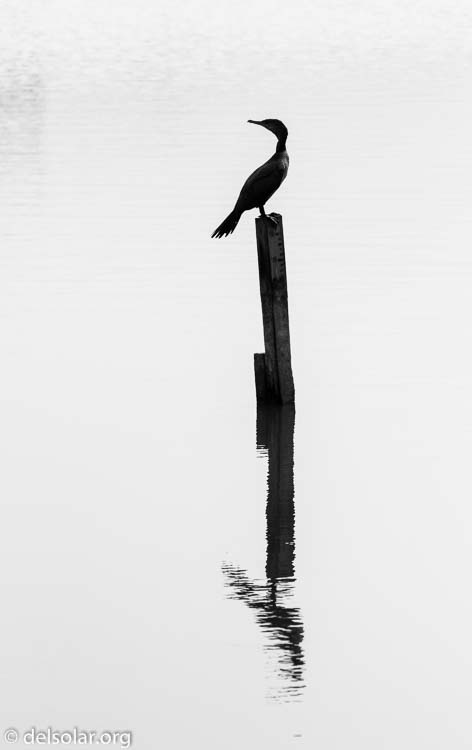 Canon EOS 7D  --  148 mm  --  EF100-400mm f/4.5-5.6L IS II USM  